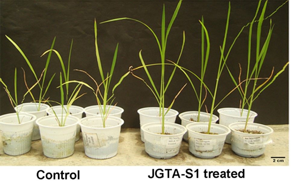 Biofertilizer-style Breakthrough made with Fungi