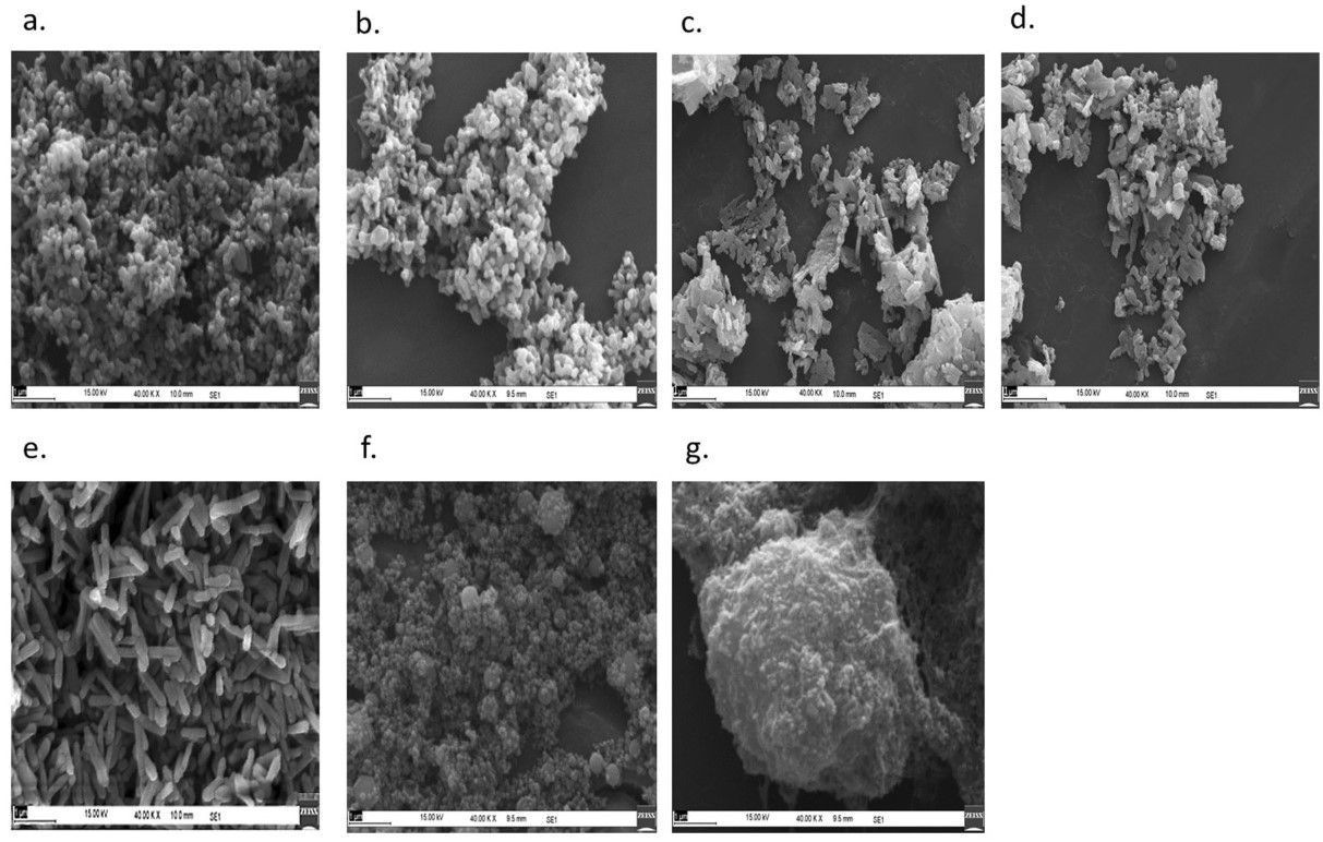 New Biological Process creates Low Impact, Phosphorus Nanofertilizer