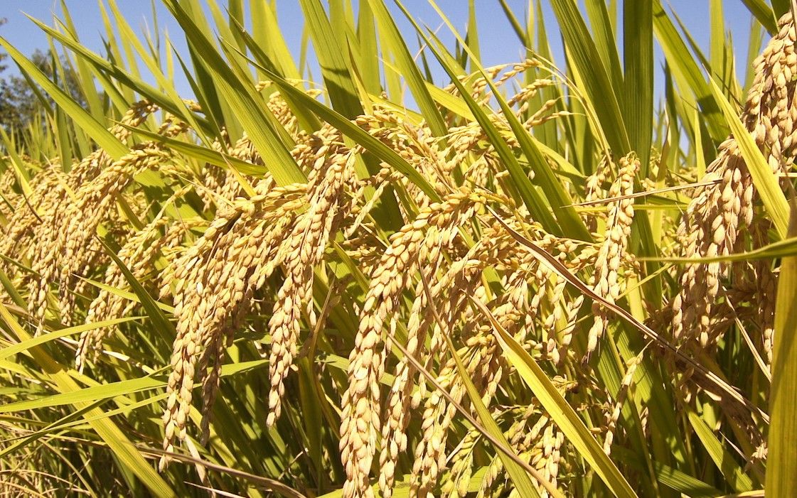 Study finds Nanofertilizer Improves Rice Nutritional Value