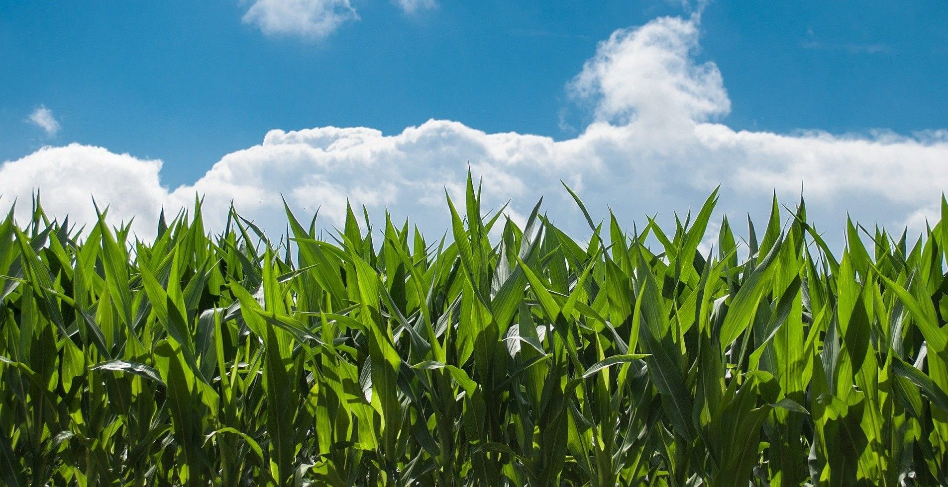 Zinc Nanofertilizer a proven Boost to Corn Seedlings
