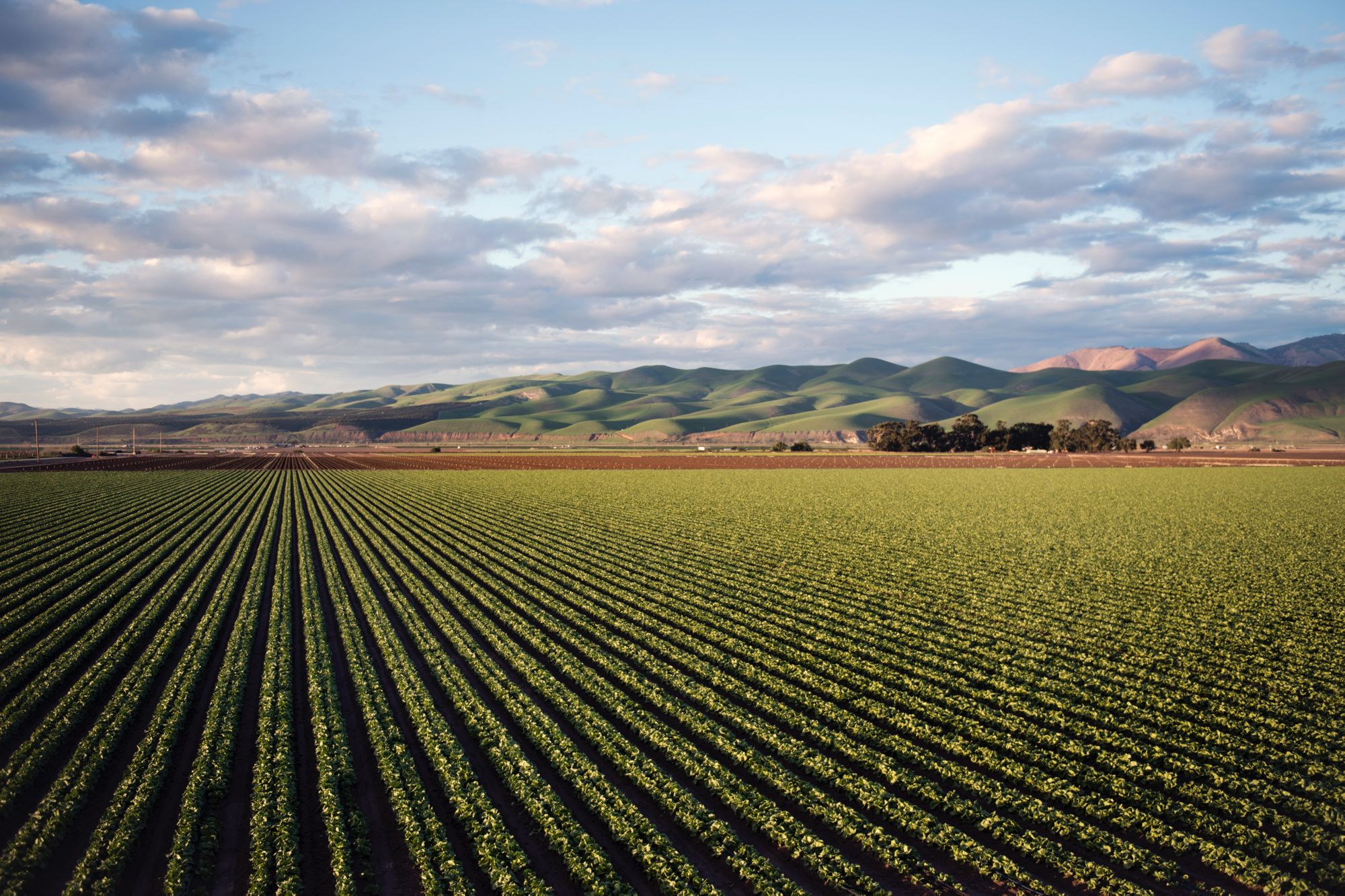 U.S. Micronutrient Fertilizer Market Shows Surprising Growth