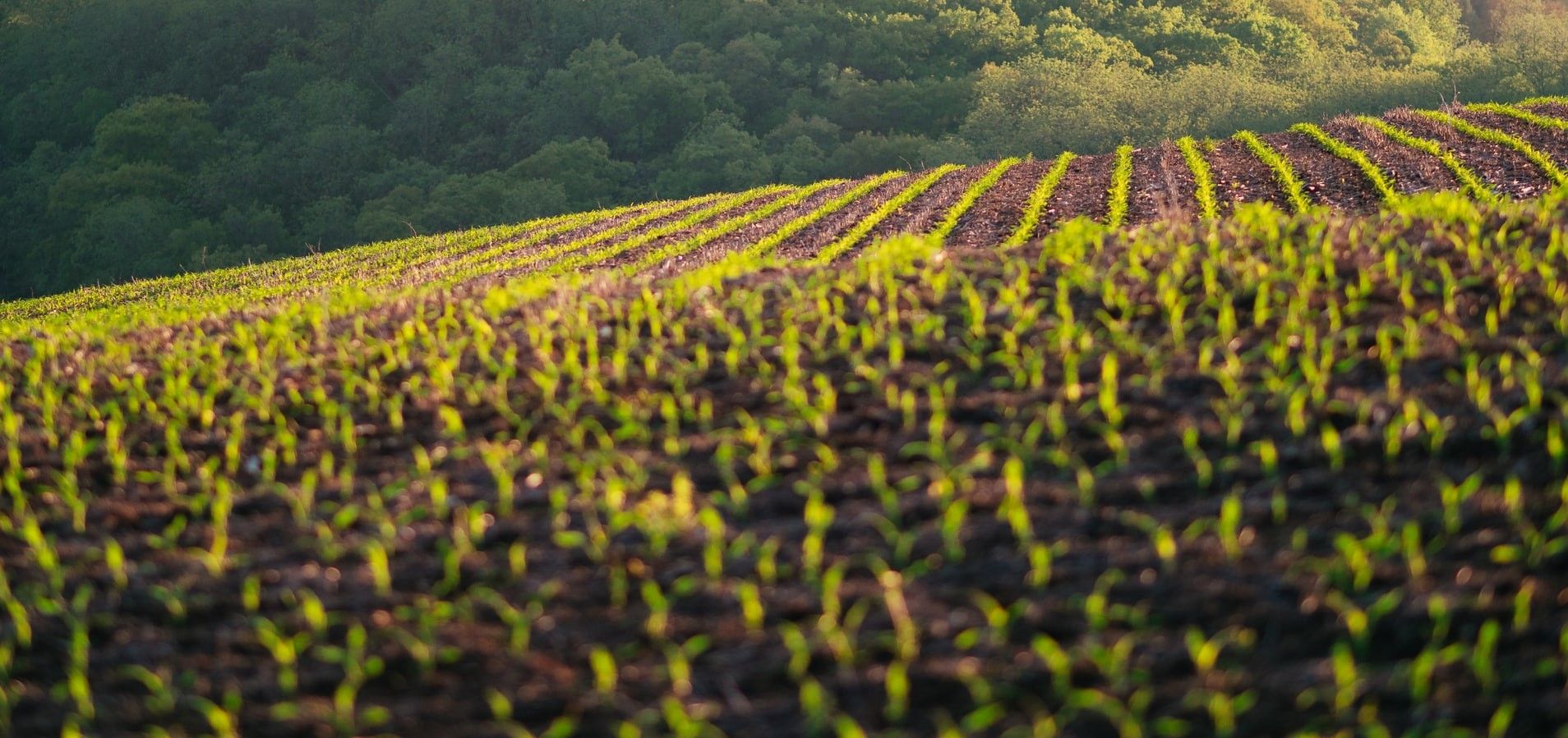 Nanofertilizer; Why did Crop Nutrition get so Small?